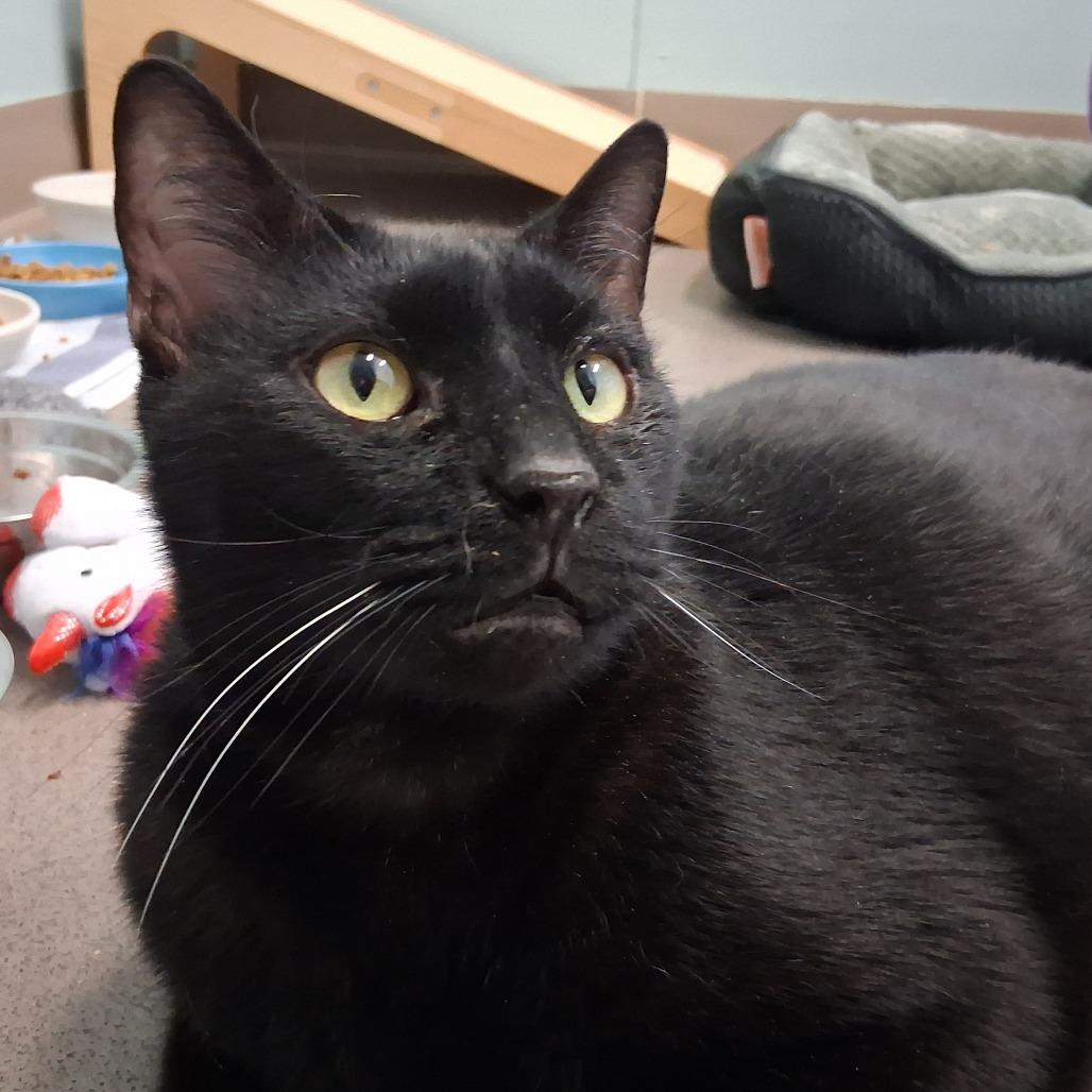 Buckeye, Adoptable, Adult Male Domestic Short Hair.