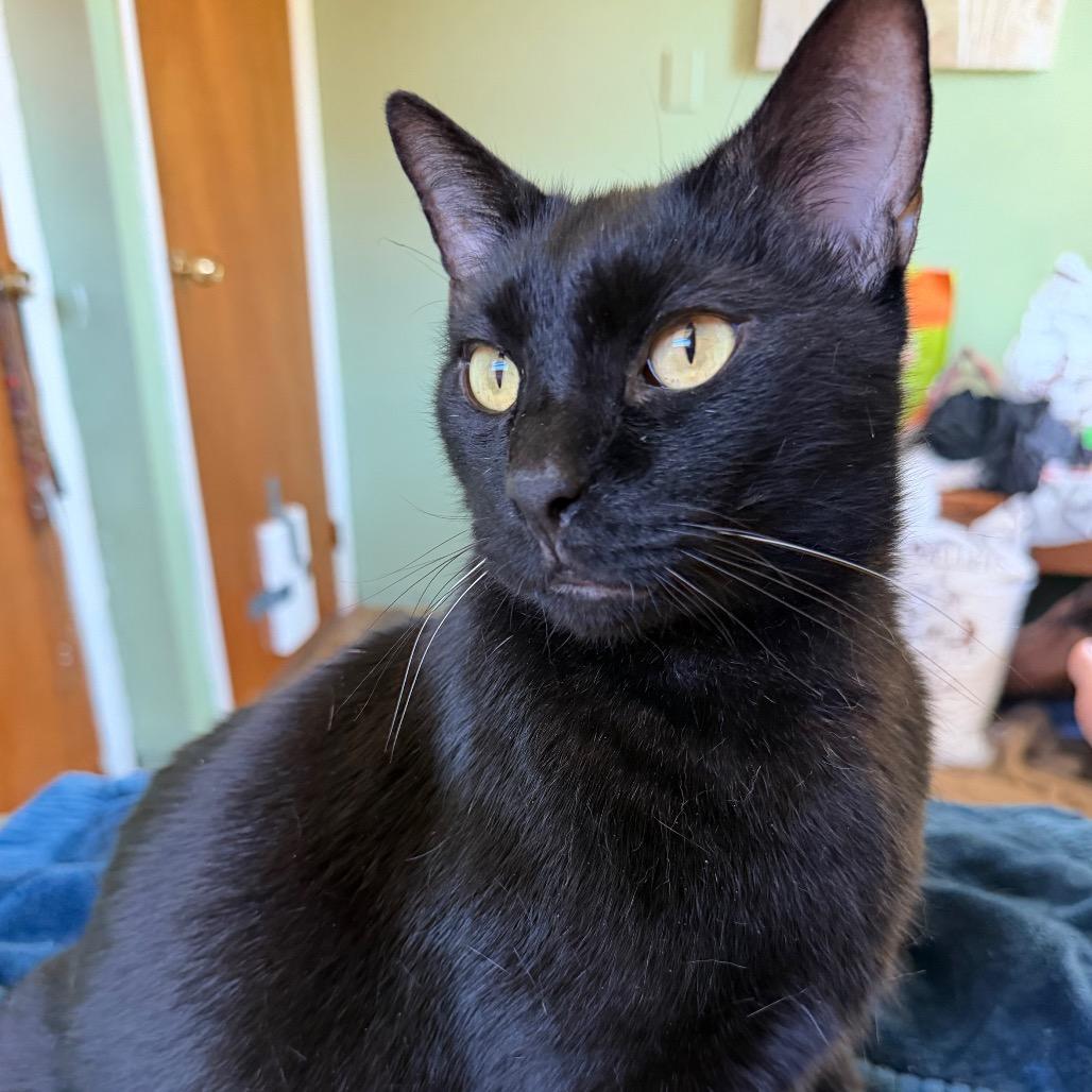 Enlarge Buckeye, a Adoptable Domestic Short Hair in Middlebury, VT image 2/6