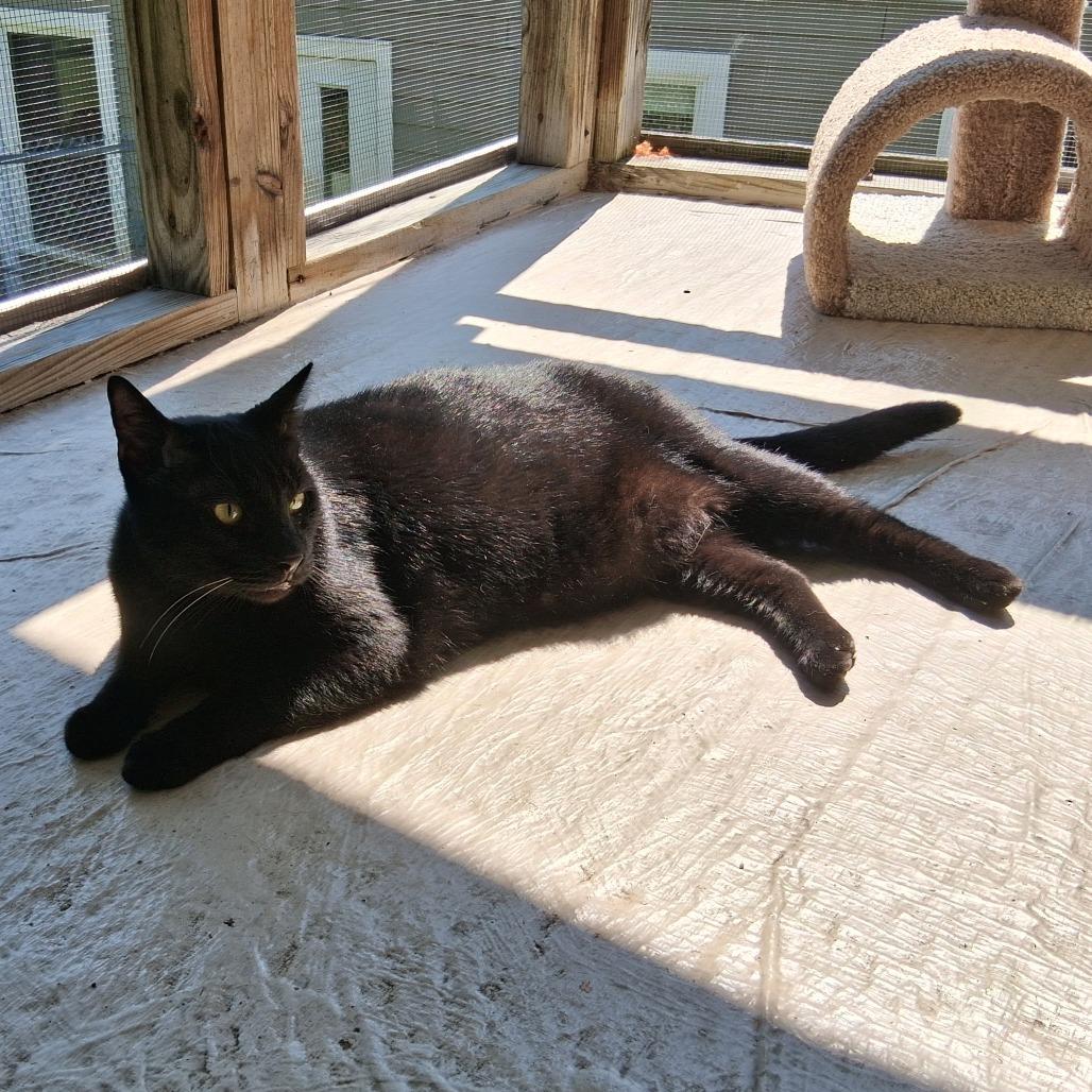 Enlarge Buckeye, a Adoptable Domestic Short Hair in Middlebury, VT image 3/6