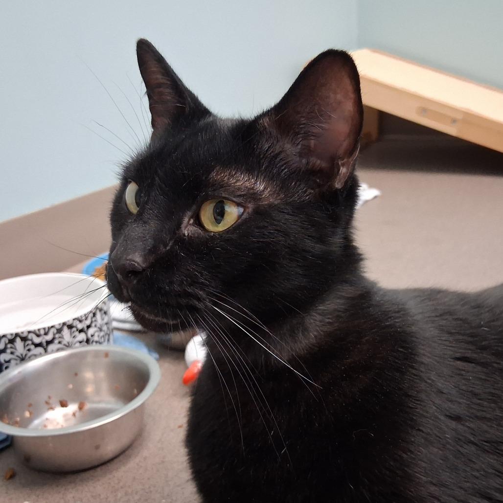 Enlarge Buckeye, a Adoptable Domestic Short Hair in Middlebury, VT image 4/6