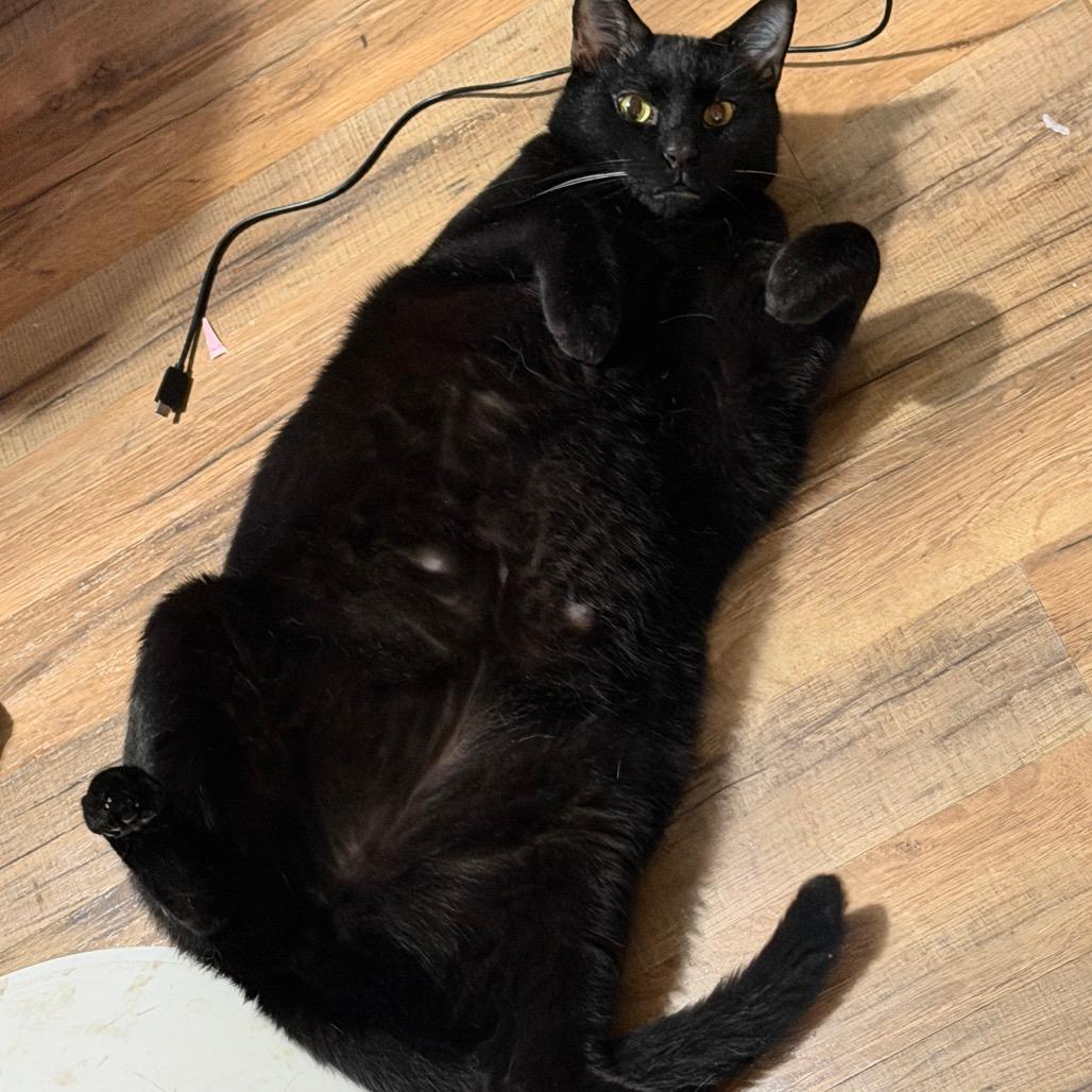Enlarge Buckeye, a Adoptable Domestic Short Hair in Middlebury, VT image 5/6