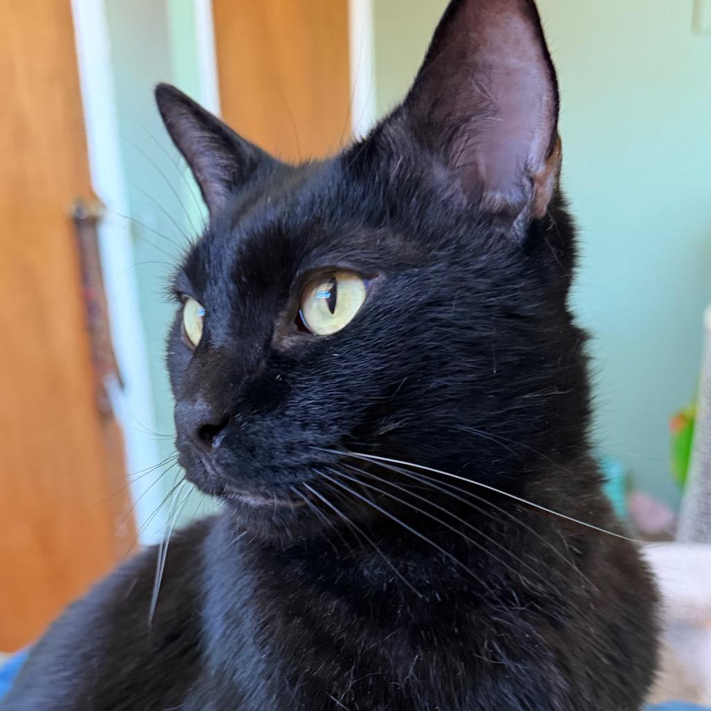 Enlarge Buckeye, a Adoptable Domestic Short Hair in Middlebury, VT image 6/6