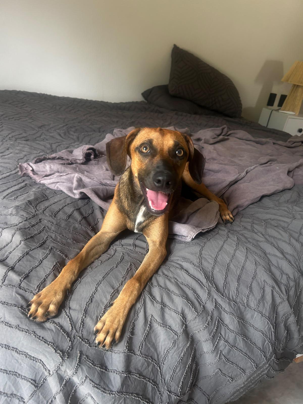Enlarge Tami, a Adoptable mixed breed in Portland, OR image 3/6