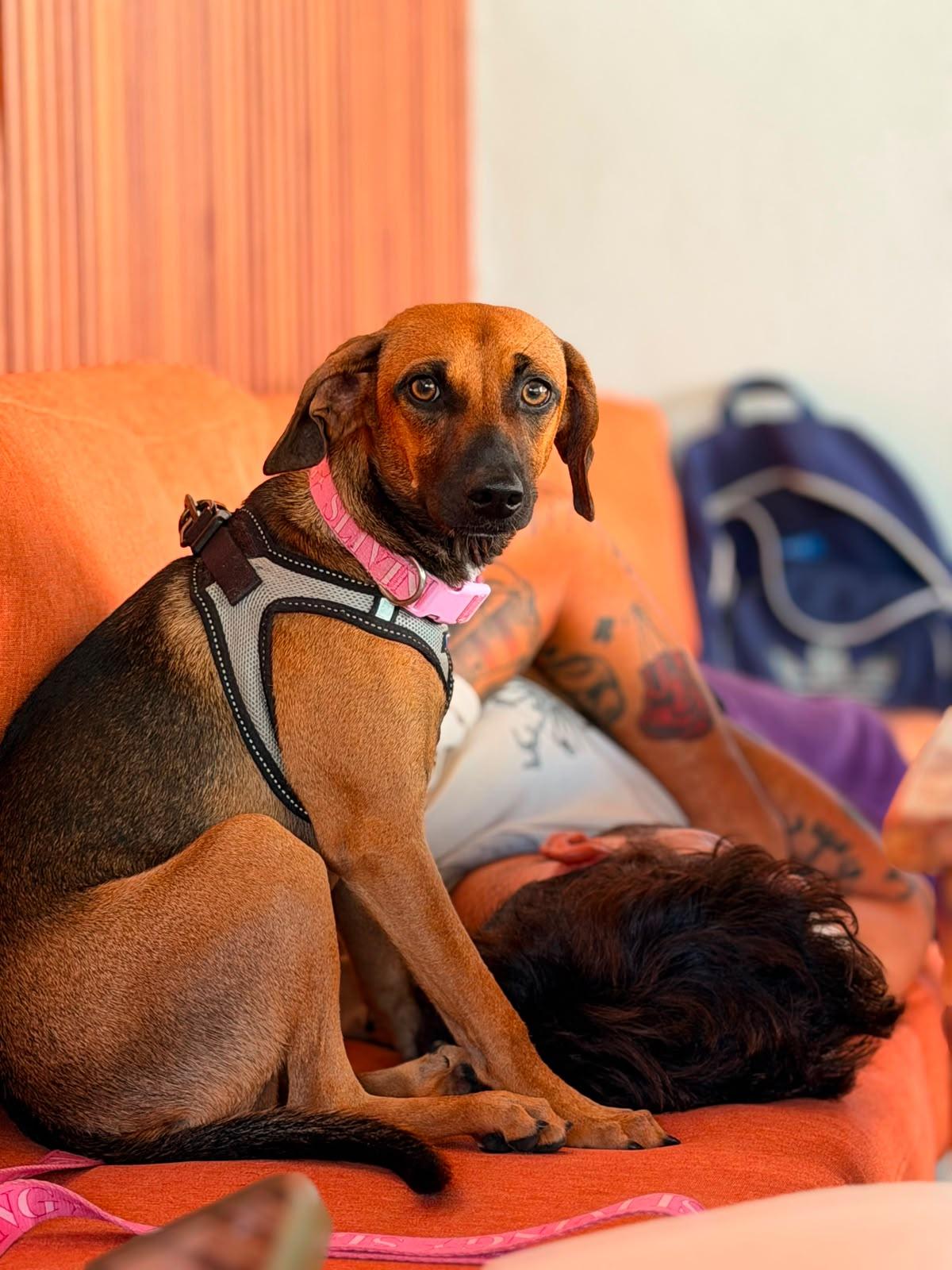 Enlarge Tami, a Adoptable mixed breed in Portland, OR image 2/6