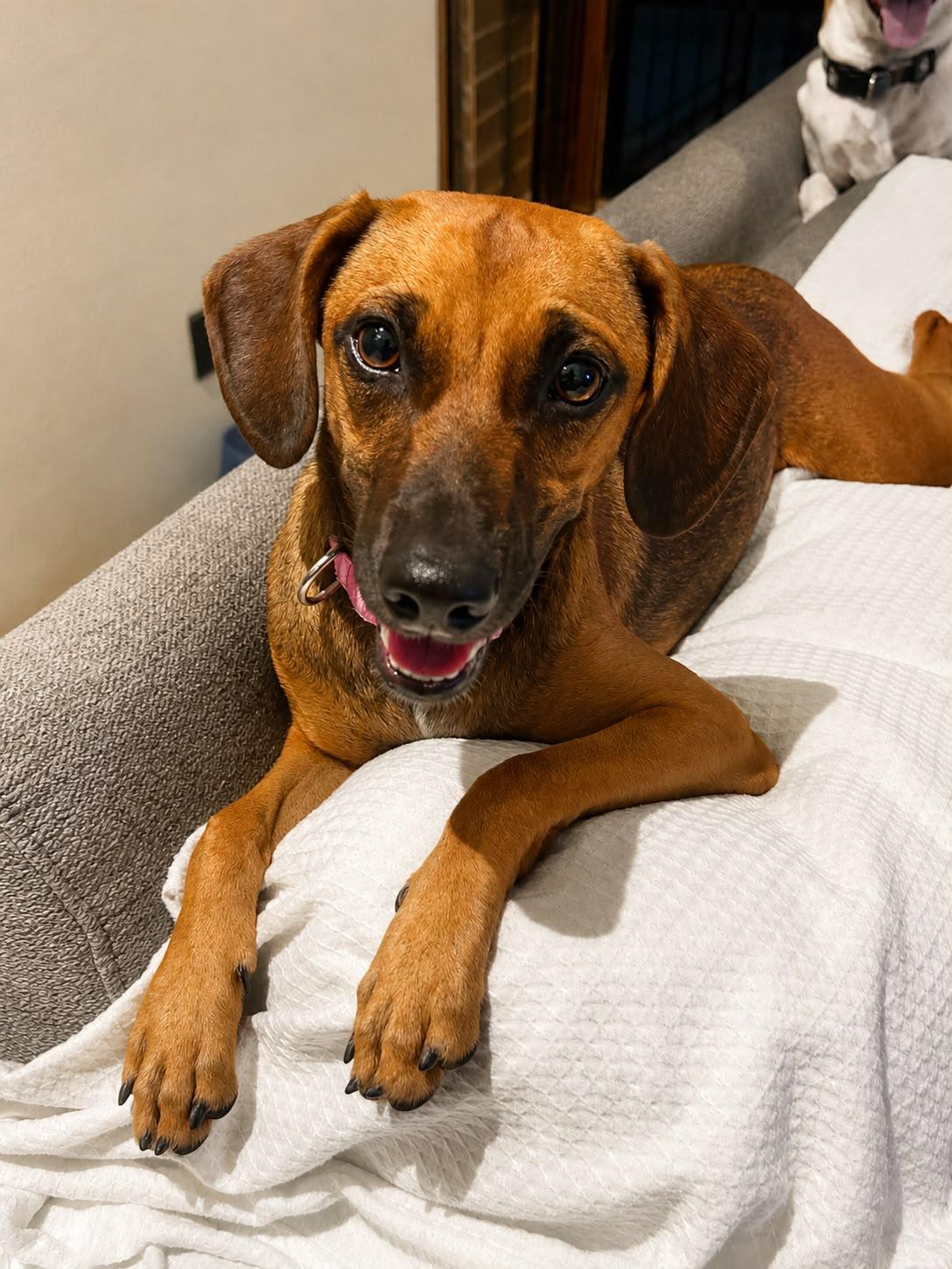 Tami, Adoptable, Puppy Female Labrador Retriever & Coonhound.