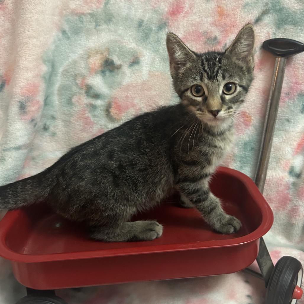 Buzz Lightyear, Adoptable, Kitten Male Domestic Short Hair.
