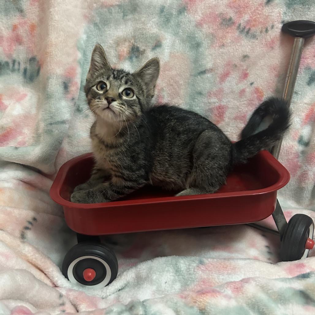 Enlarge Buzz Lightyear, a Adoptable Domestic Short Hair in Columbia, MO image 2/5