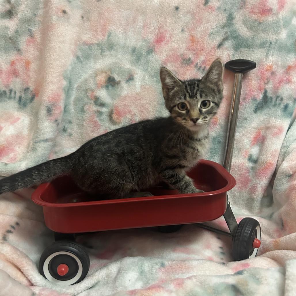 Enlarge Buzz Lightyear, a Adoptable Domestic Short Hair in Columbia, MO image 4/5