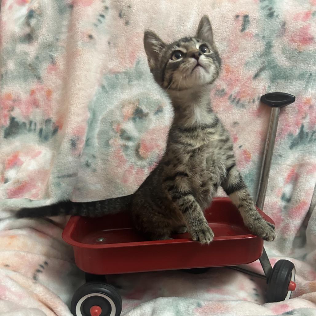 Enlarge Buzz Lightyear, a Adoptable Domestic Short Hair in Columbia, MO image 5/5