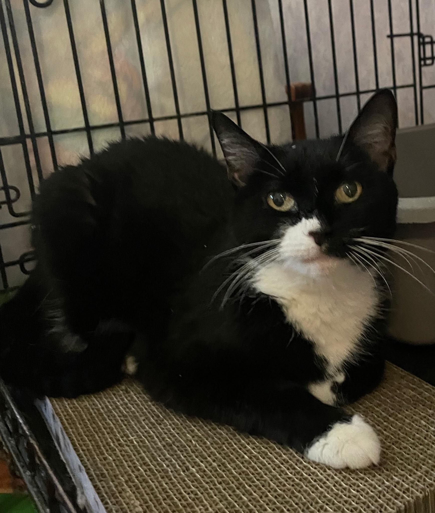 Baby, a Adoptable mixed breed in Brooklyn, NY image 1/5