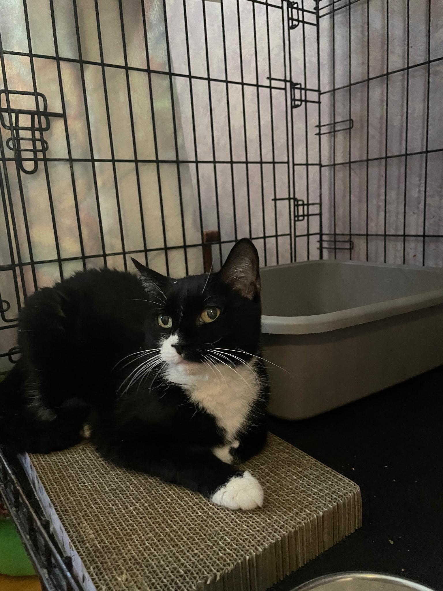 Baby, a Adoptable mixed breed in Brooklyn, NY image 2/5