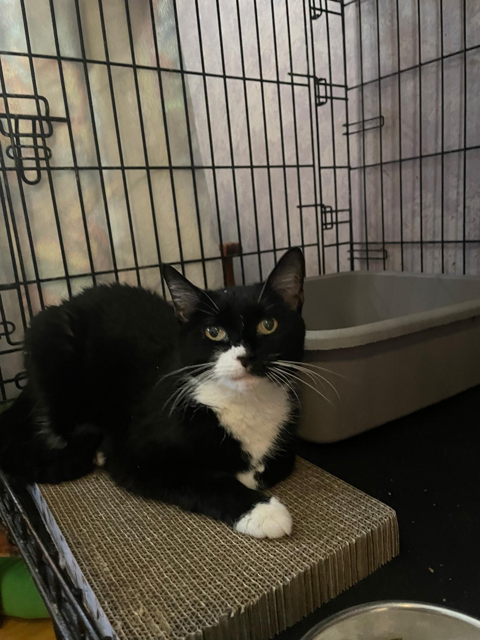 Baby, a Adoptable mixed breed in Brooklyn, NY image 3/5