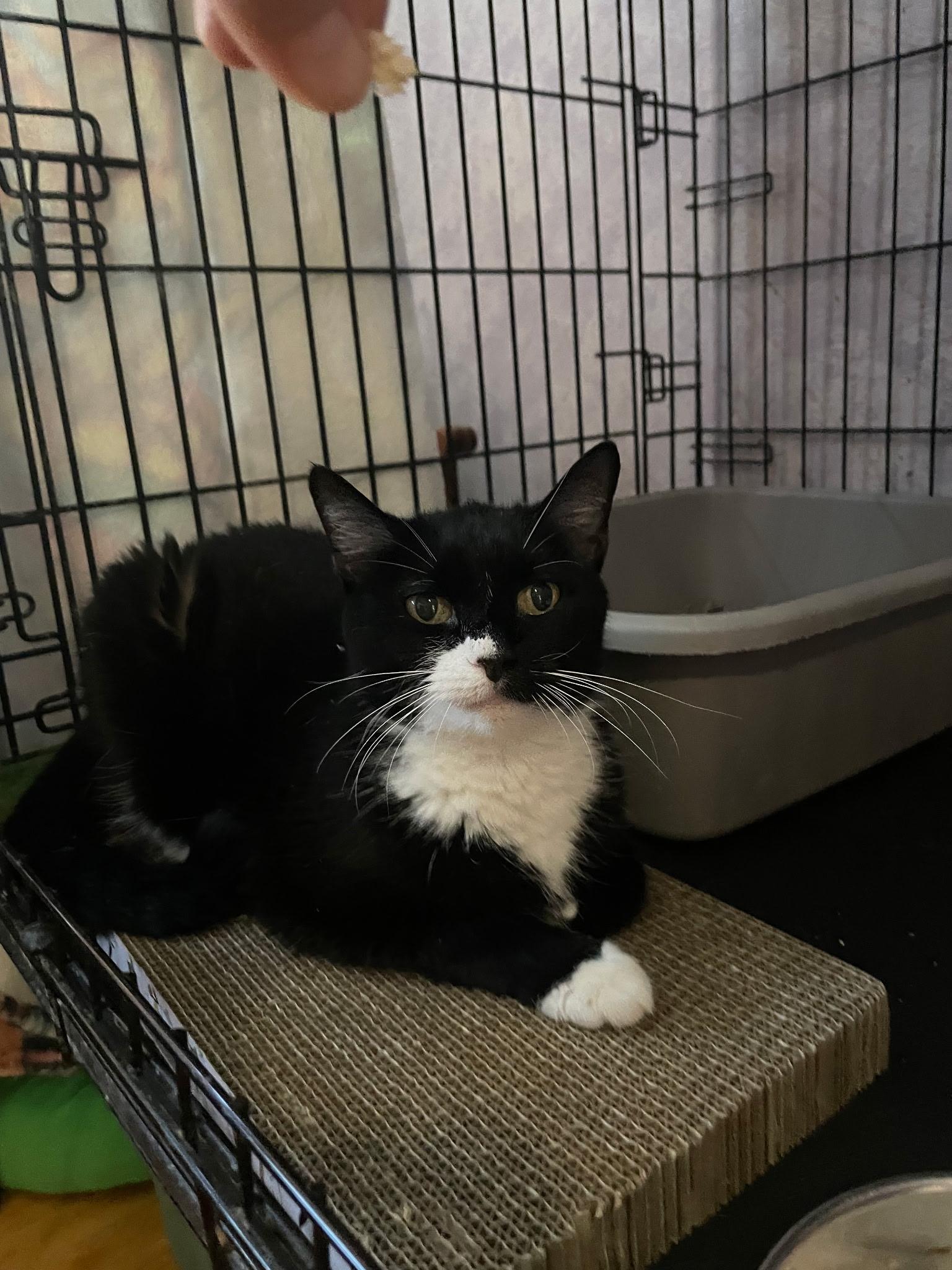 Baby, a Adoptable mixed breed in Brooklyn, NY image 5/5