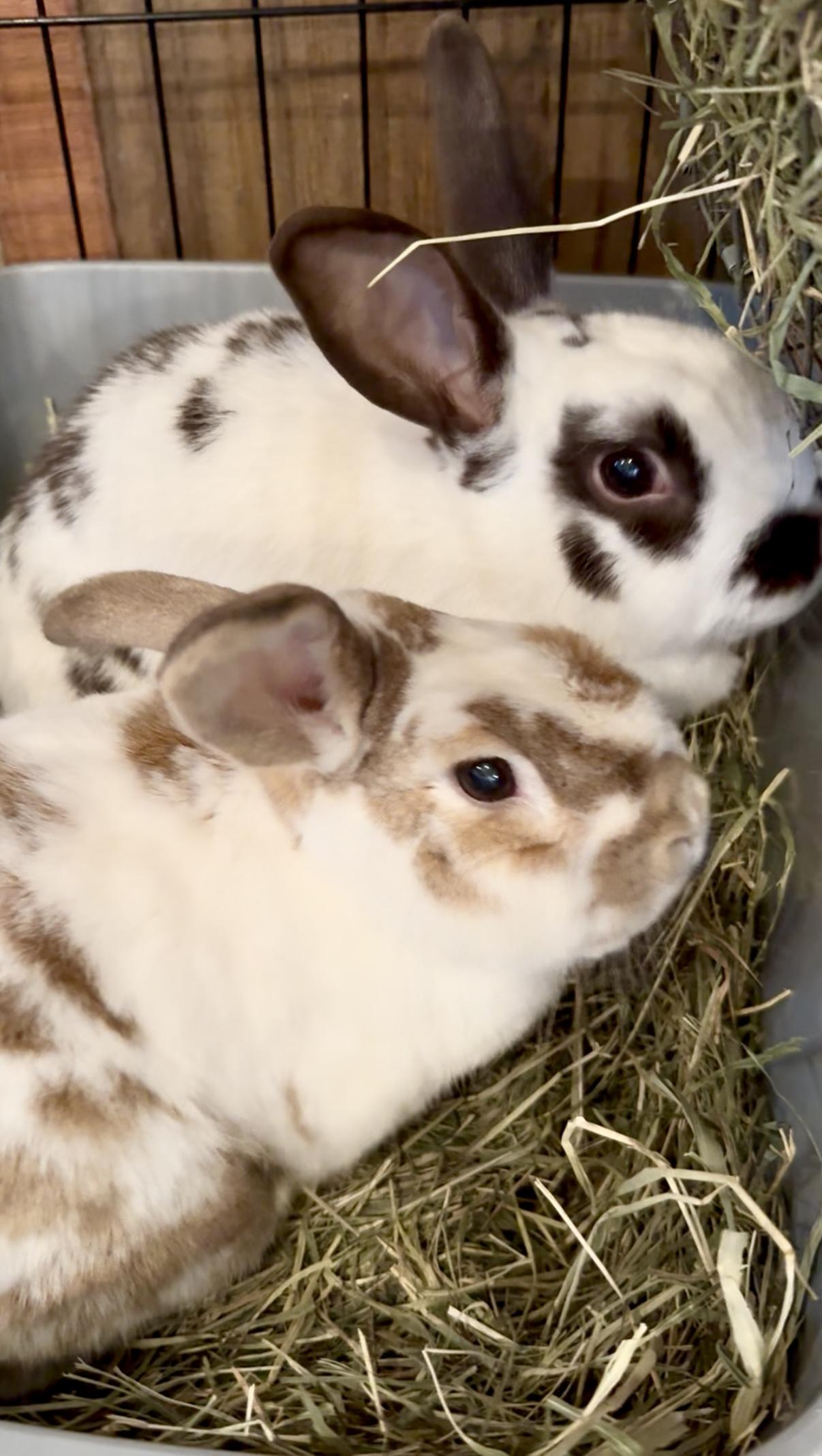 Snickerdoodle and Gummybear, Adoptable, Senior Male Bunny Rabbit.
