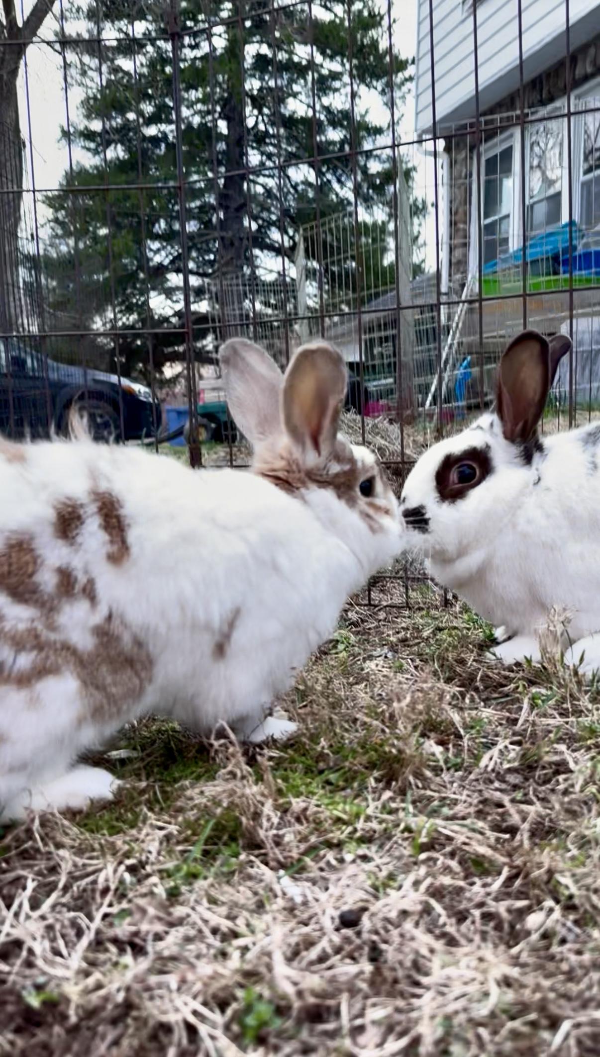 Enlarge Snickerdoodle and Gummybear, a Adoptable Bunny Rabbit in Salisbury Mills, NY image 2/5