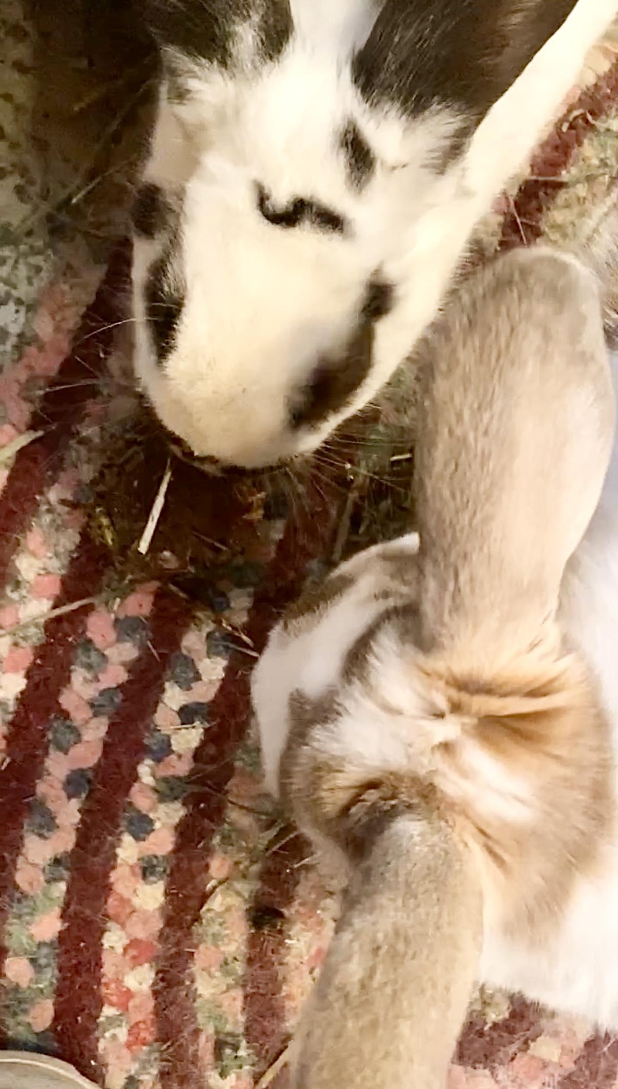 Snickerdoodle and Gummybear