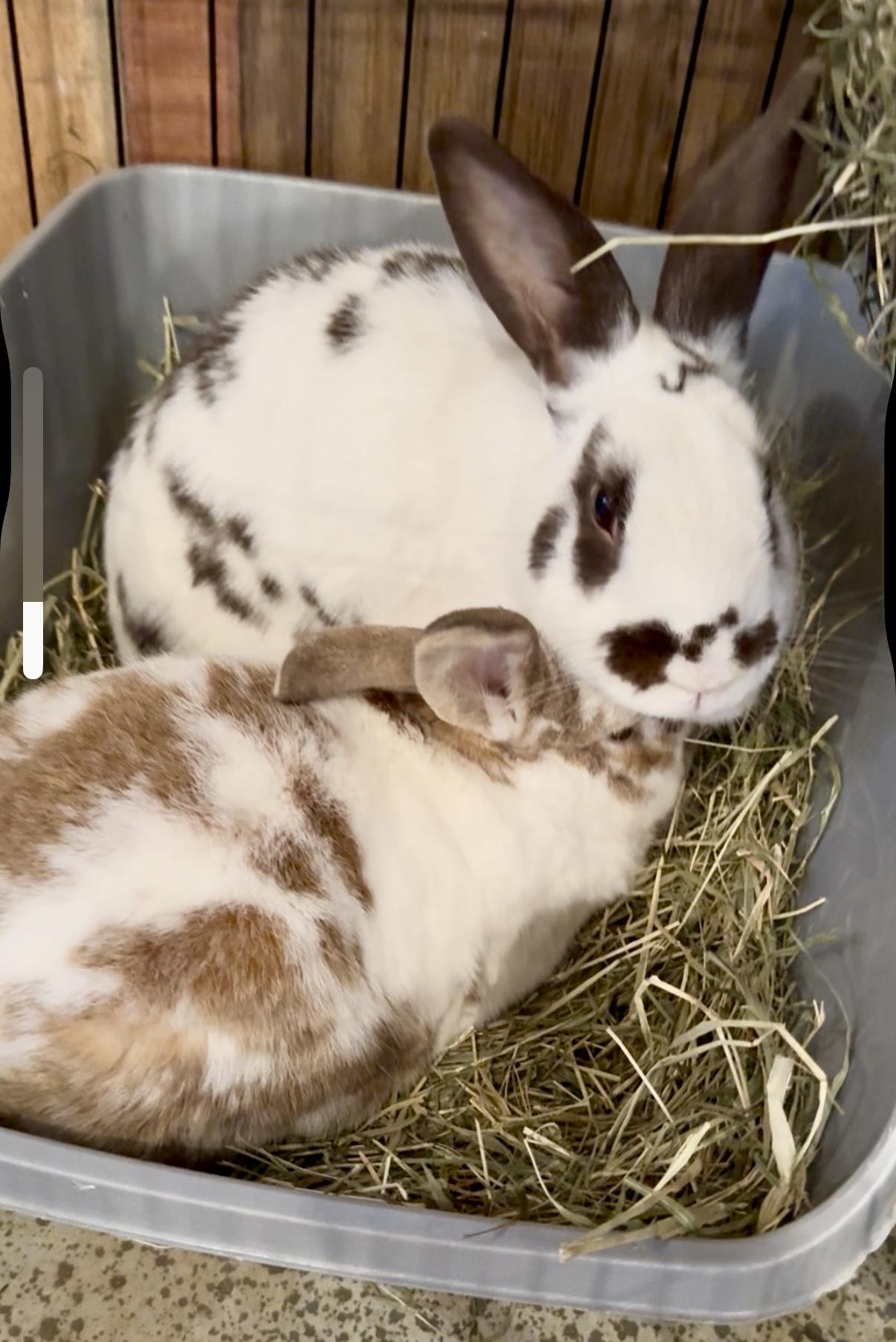 Enlarge Snickerdoodle and Gummybear, a Adoptable Bunny Rabbit in Salisbury Mills, NY image 5/5