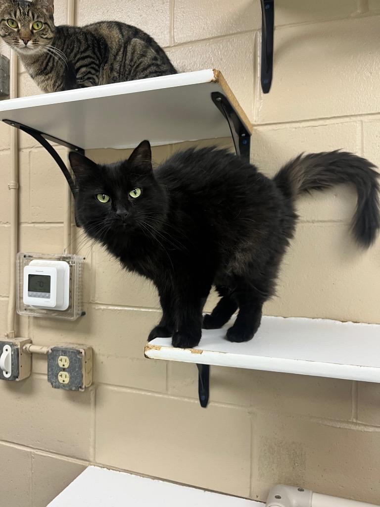 Acorn, Adoptable, Adult Female Domestic Long Hair.