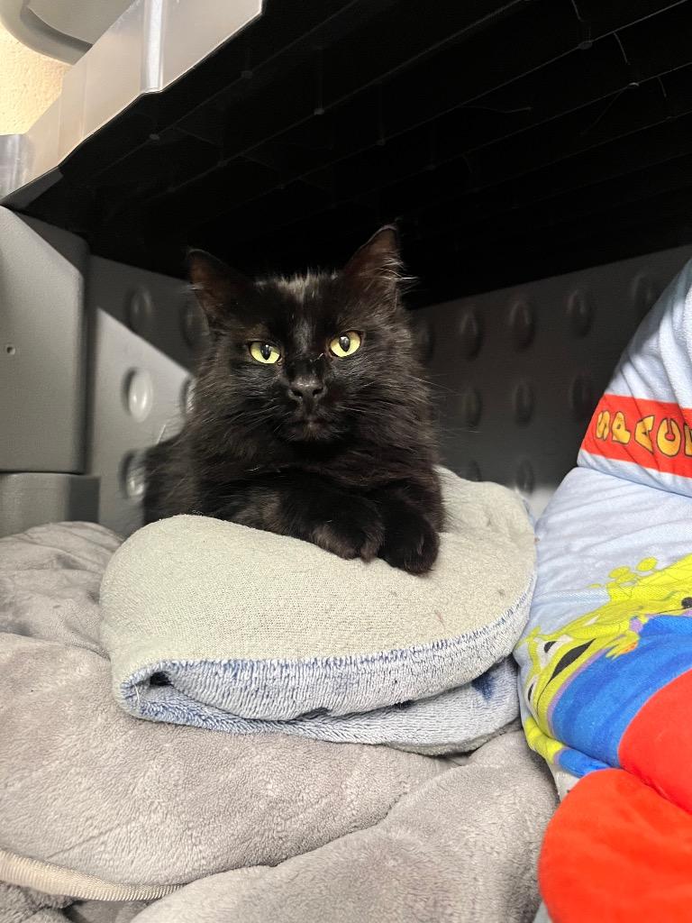 Enlarge Acorn, a Adoptable mixed breed in Shorewood, IL image 4/6