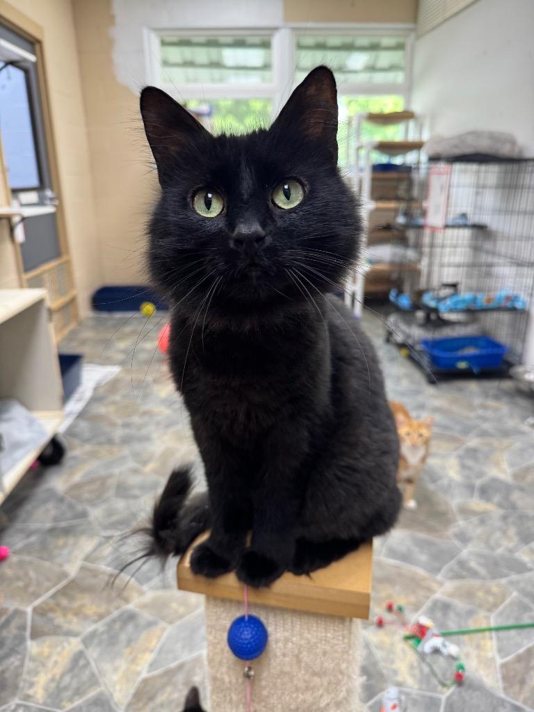 Enlarge Acorn, a Adoptable mixed breed in Shorewood, IL image 5/6