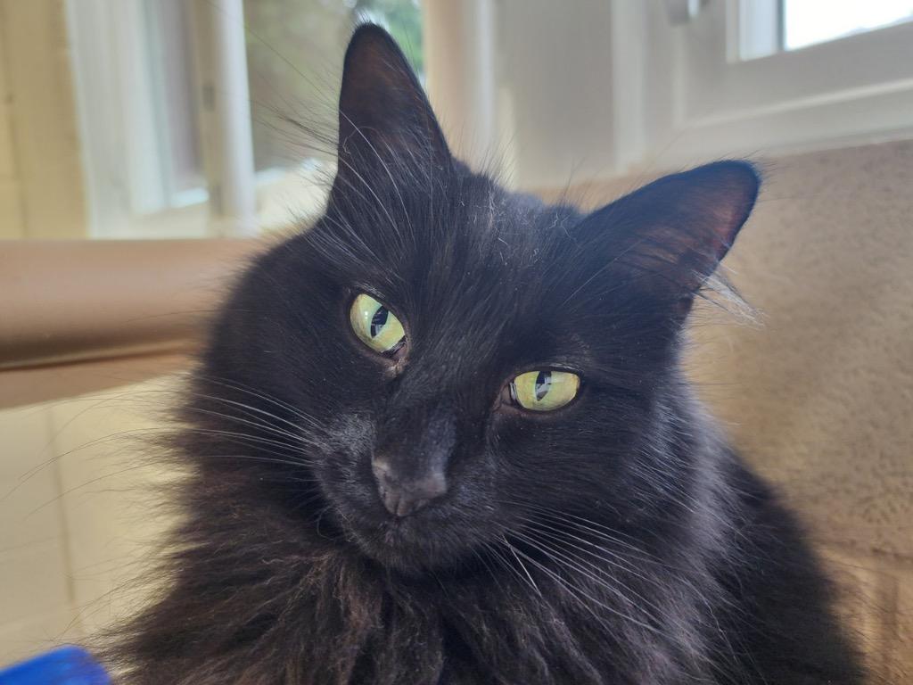 Enlarge Acorn, a Adoptable mixed breed in Shorewood, IL image 6/6