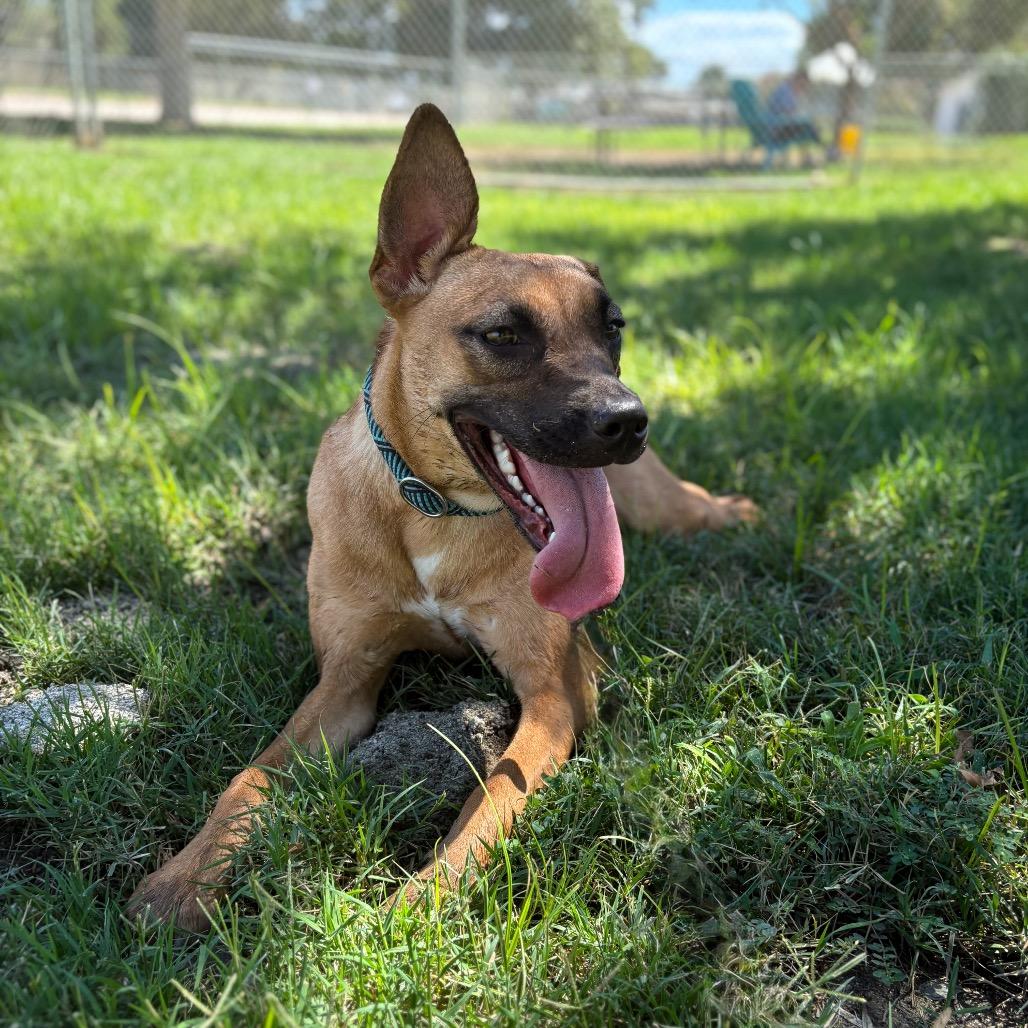 Enlarge Sprinkles, a Adoptable mixed breed in San Jacinto, CA image 1/6