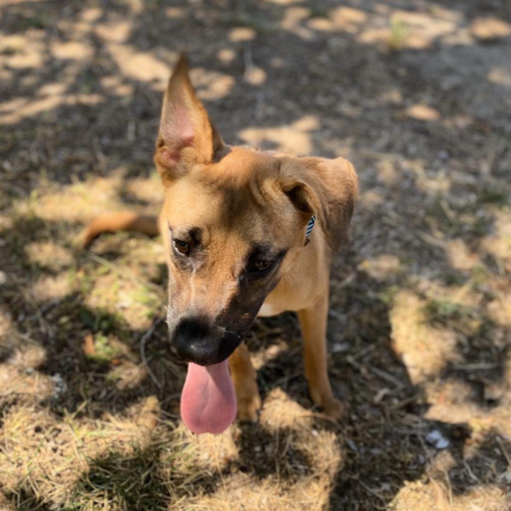Enlarge Sprinkles, a Adoptable mixed breed in San Jacinto, CA image 2/6