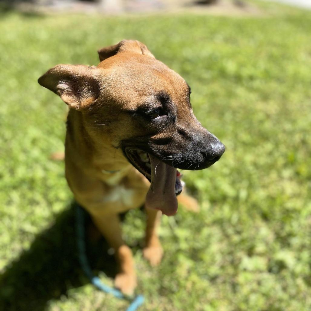 Enlarge Sprinkles, a Adoptable mixed breed in San Jacinto, CA image 3/6