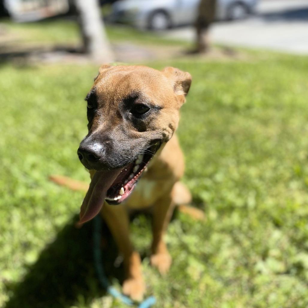 Enlarge Sprinkles, a Adoptable mixed breed in San Jacinto, CA image 4/6