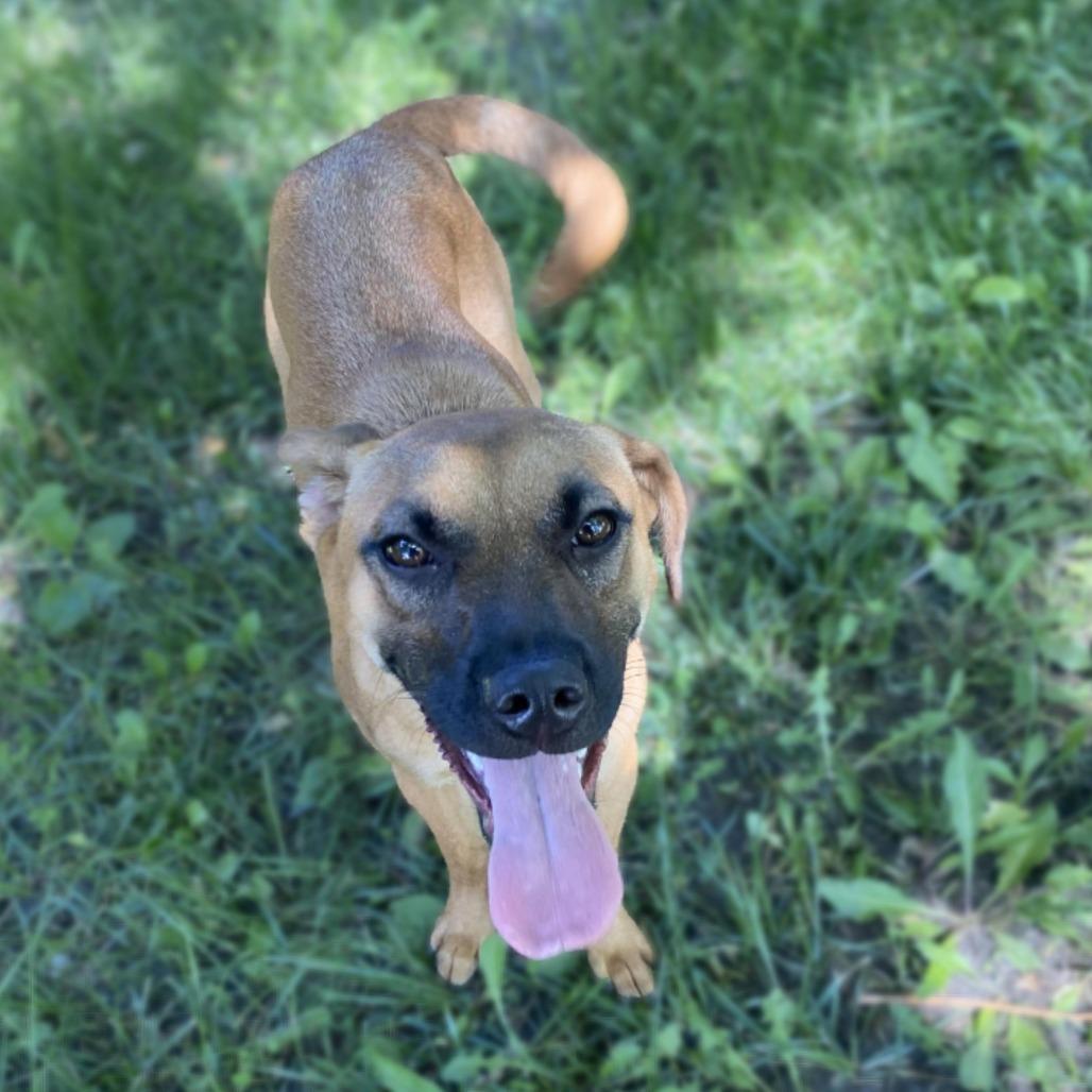 Enlarge Sprinkles, a Adoptable mixed breed in San Jacinto, CA image 5/6