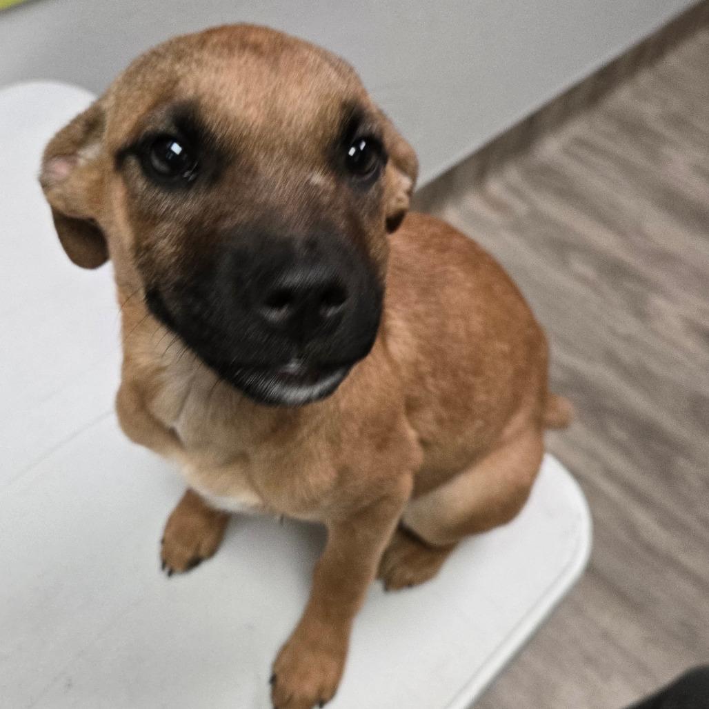 Enlarge Sprinkles, a Adoptable mixed breed in San Jacinto, CA image 6/6