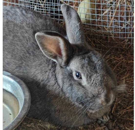 Wyatt Jr, Adoptable, Adult Male Rex.