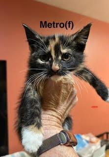 Metro, Adopted, Kitten Female Domestic Short Hair.