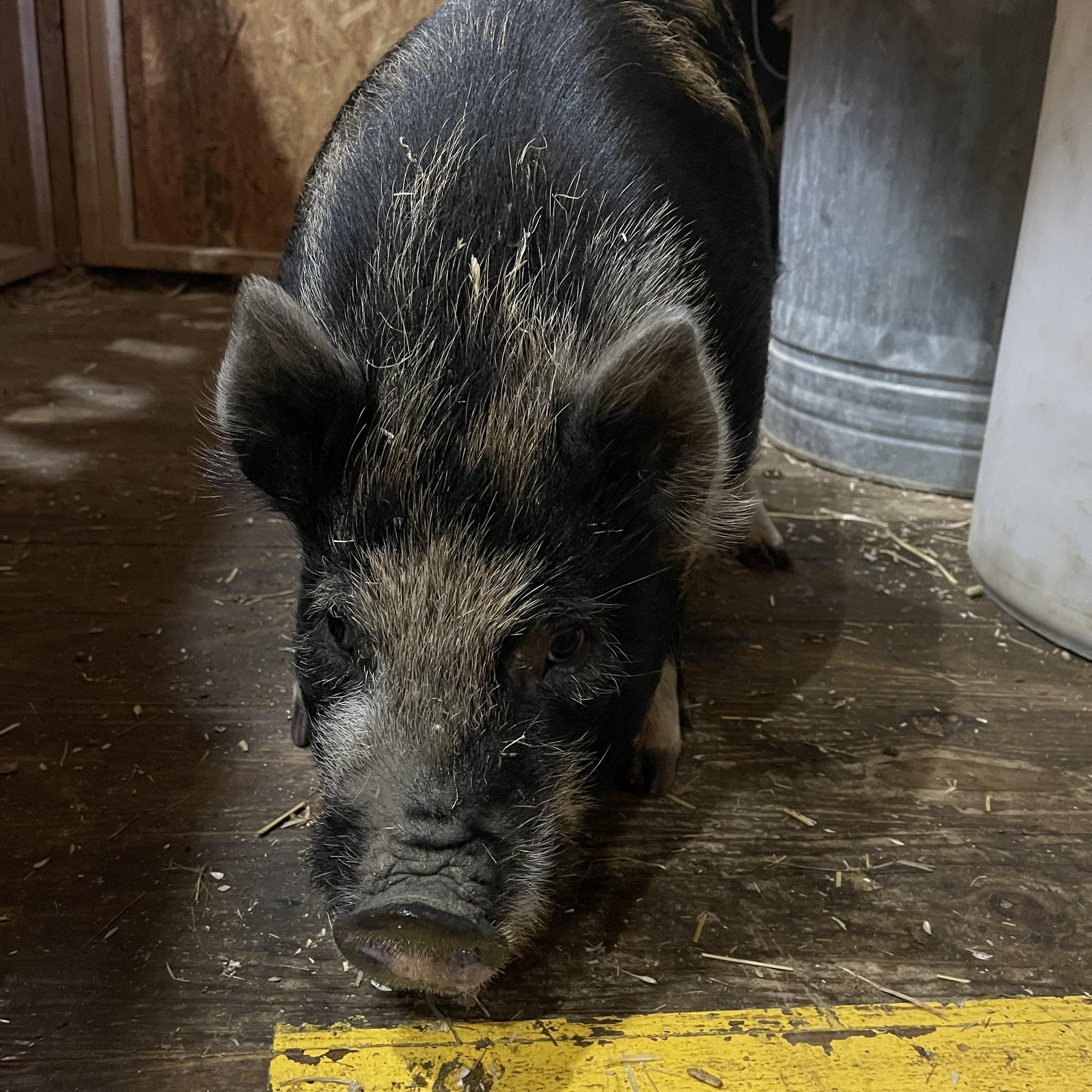 Enlarge Jasper, an adopted mixed breed in Ravenna, OH image 1/1