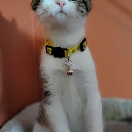 Lexie Lynn Lexus, Adoptable, Kitten Female Domestic Short Hair.
