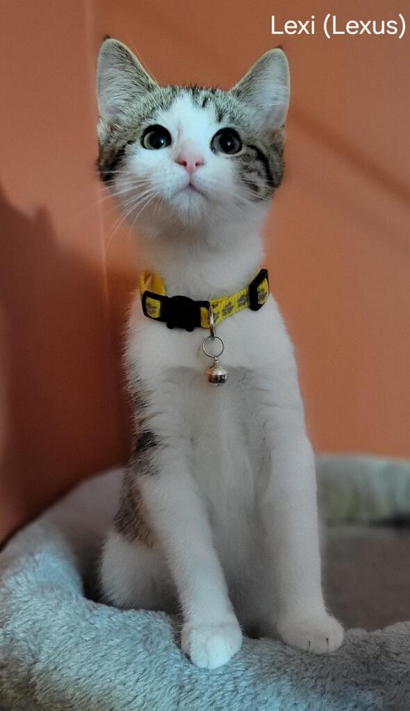 Lexie Lynn Lexus, a Adoptable Domestic Short Hair in Canal Winchester, OH image 2/3