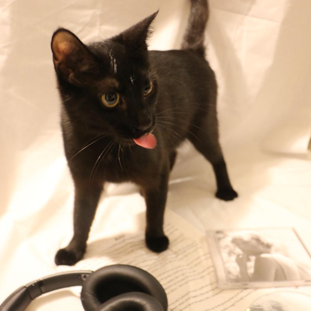 Betty (Taylor's Purrsion), Adoptable, Young Female Domestic Short Hair.