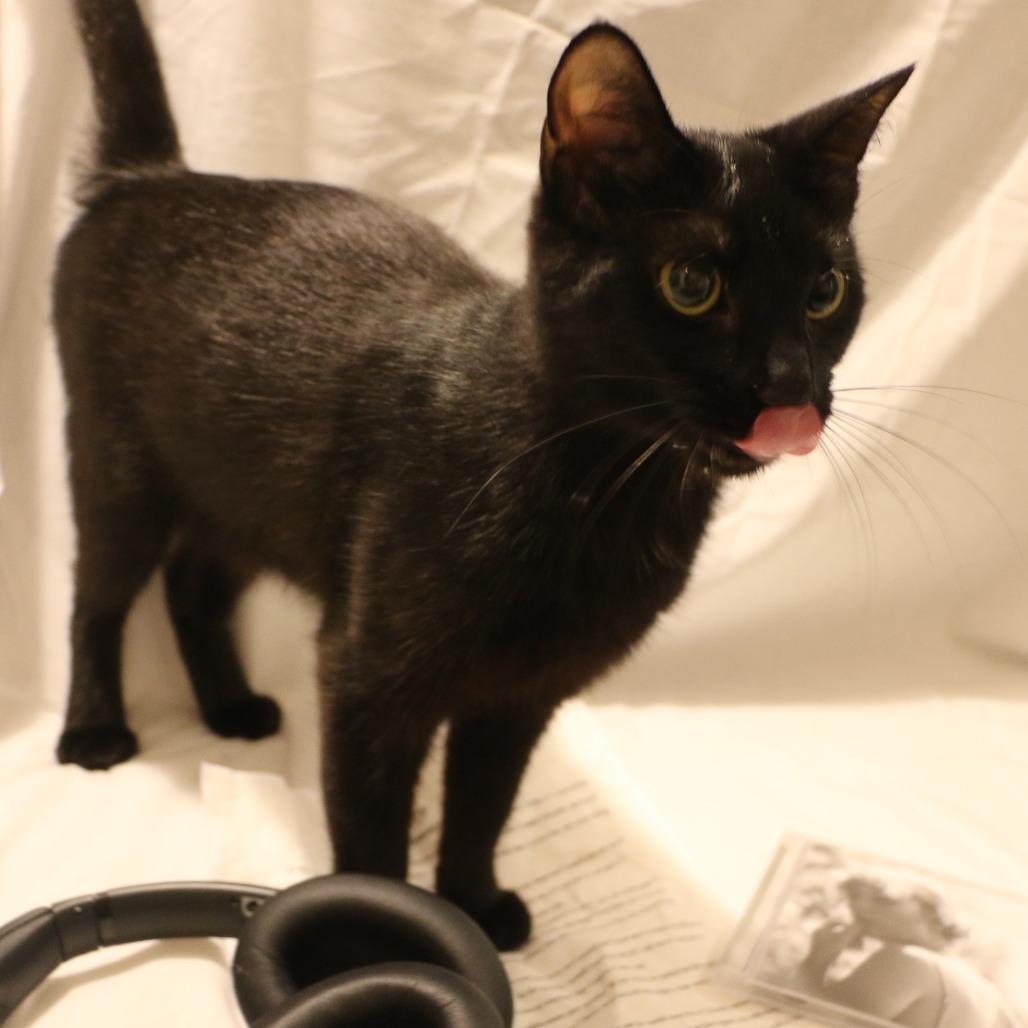 Enlarge Betty (Taylor's Purrsion), a Adoptable Domestic Short Hair in CHRISTIANSBURG, VA image 2/6