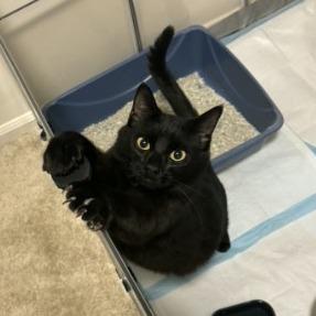 Enlarge Betty (Taylor's Purrsion), a Adoptable Domestic Short Hair in CHRISTIANSBURG, VA image 3/6