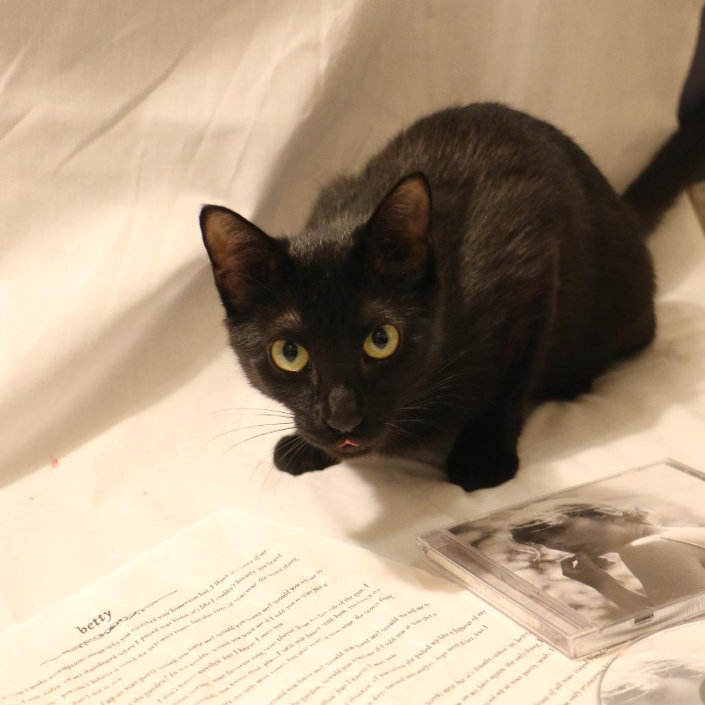 Enlarge Betty (Taylor's Purrsion), a Adoptable Domestic Short Hair in CHRISTIANSBURG, VA image 4/6