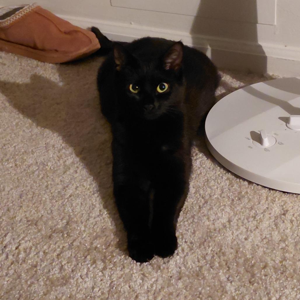 Enlarge Betty (Taylor's Purrsion), a Adoptable Domestic Short Hair in CHRISTIANSBURG, VA image 5/6