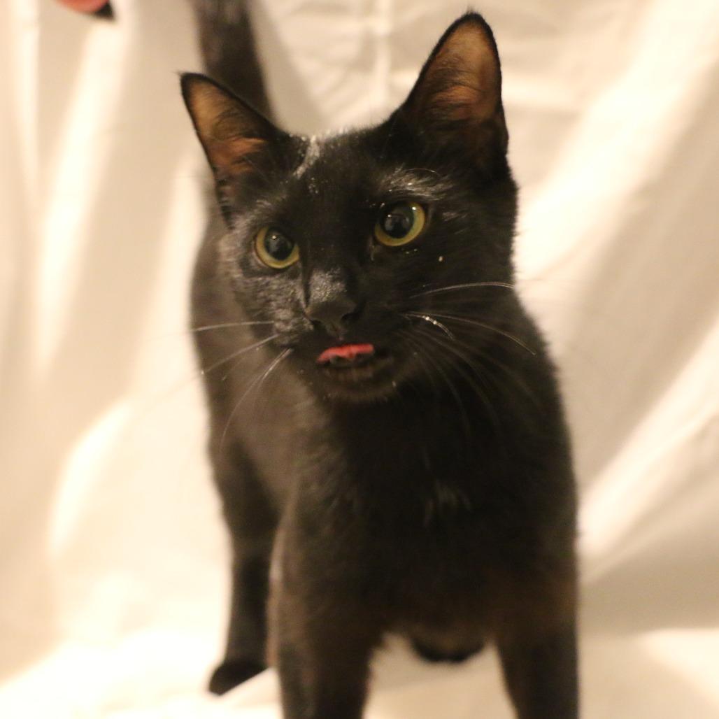 Enlarge Betty (Taylor's Purrsion), a Adoptable Domestic Short Hair in CHRISTIANSBURG, VA image 6/6