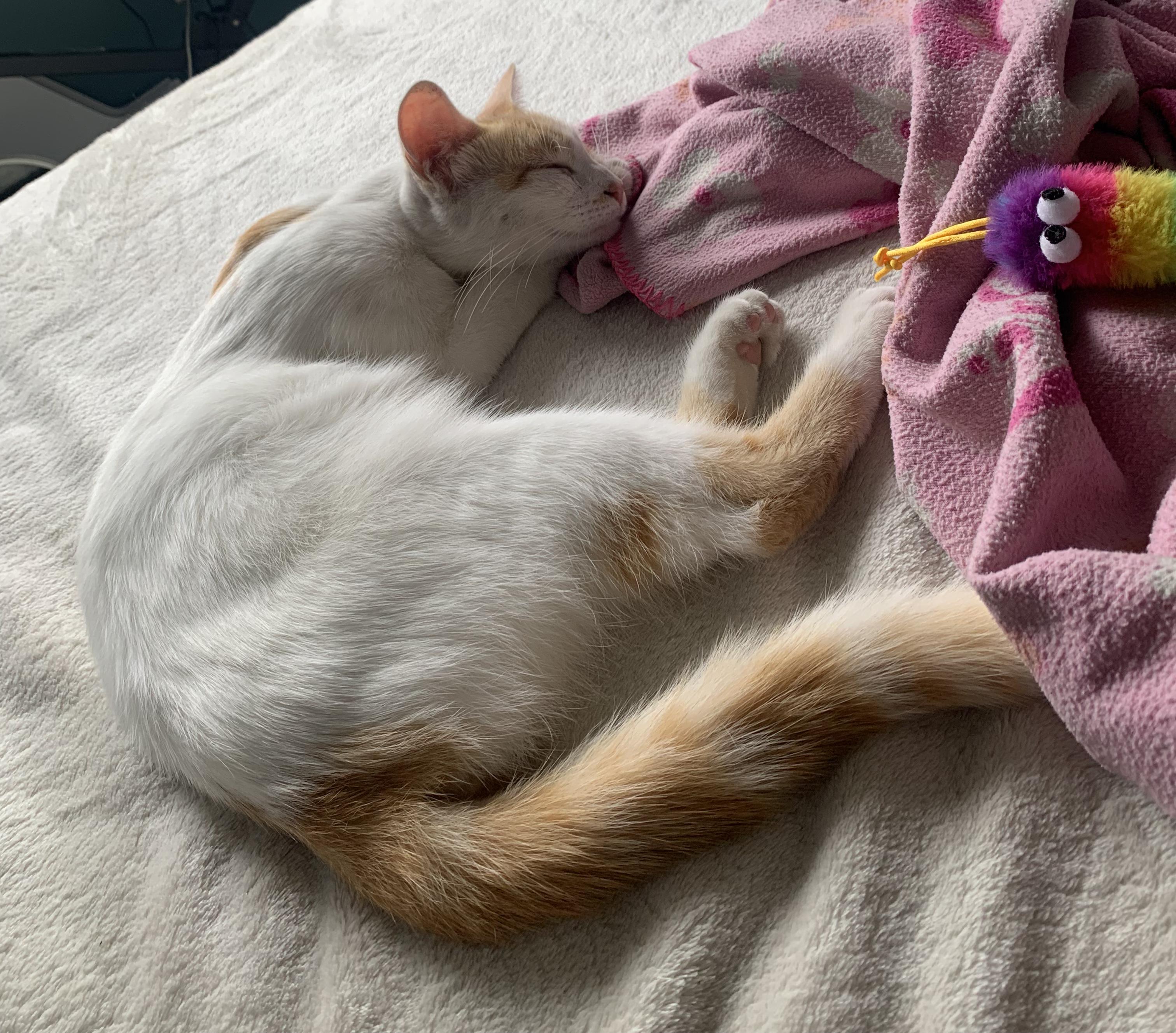 Athena, a Adoptable Domestic Short Hair in Fountain Valley, CA image 1/2