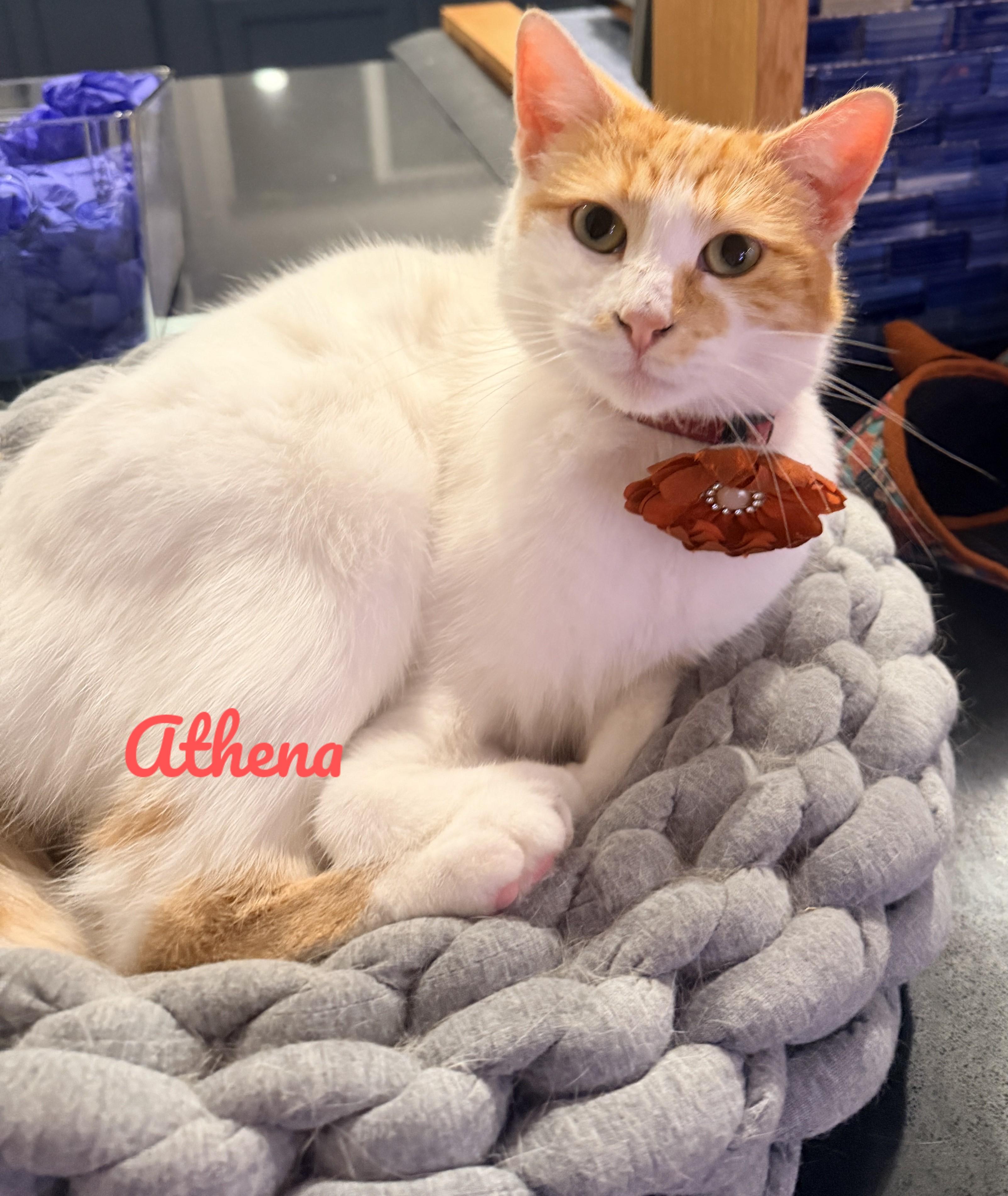 Athena, a Adoptable Domestic Short Hair in Fountain Valley, CA image 1/3