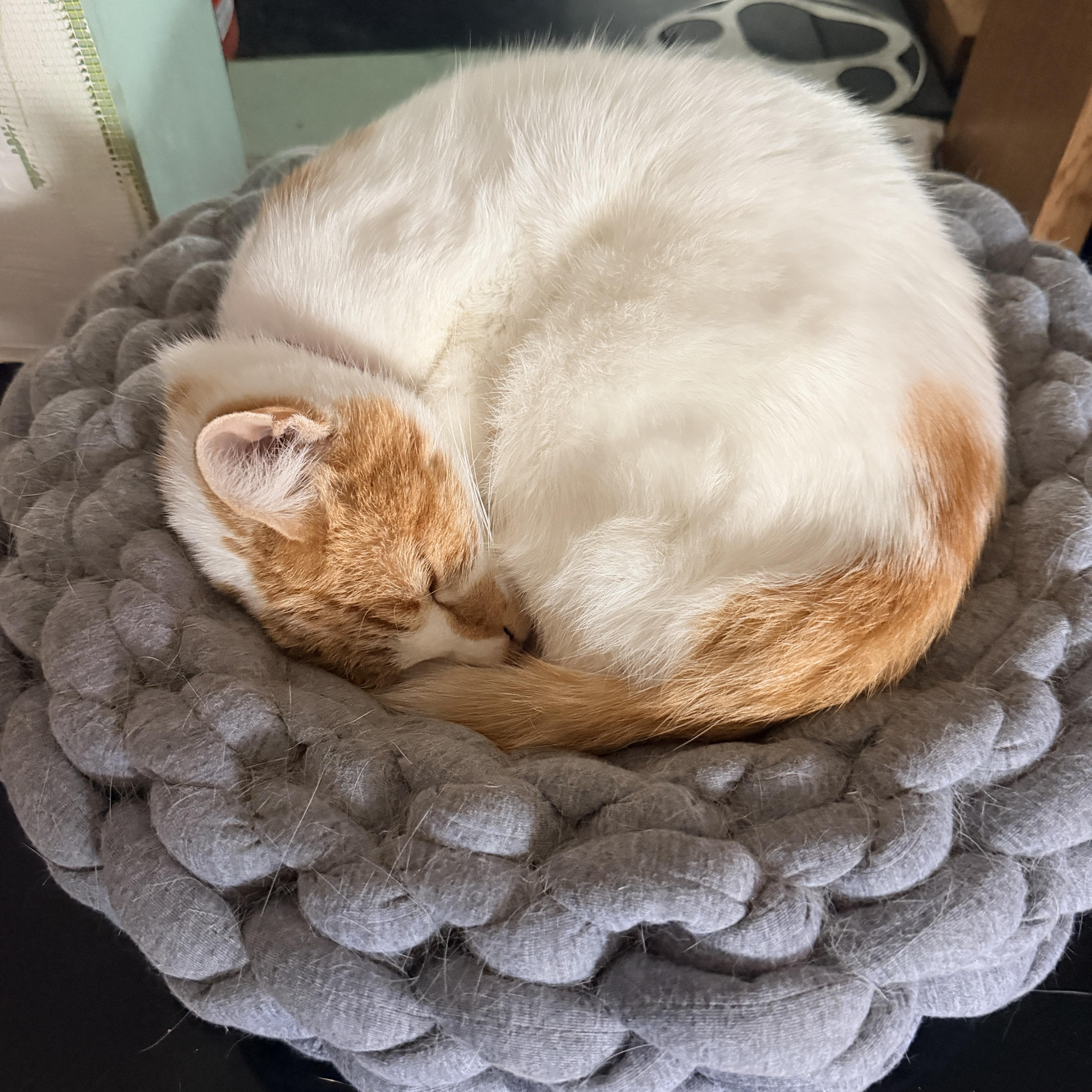 Enlarge Athena Rose - I like to be cuddled like a baby!, a Adoptable Domestic Short Hair in Fountain Valley, CA image 5/5