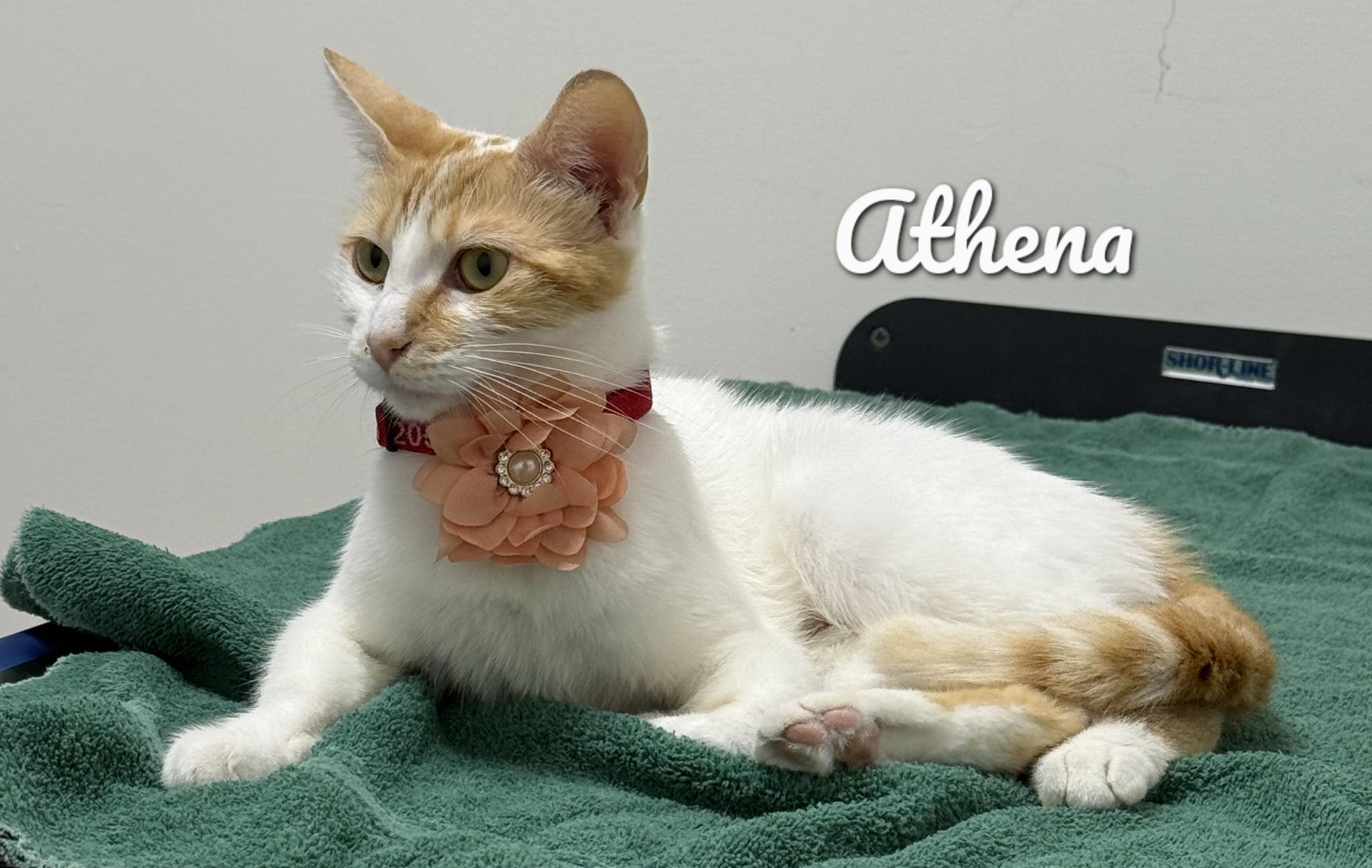 Athena, a Adoptable Domestic Short Hair in Fountain Valley, CA image 2/2