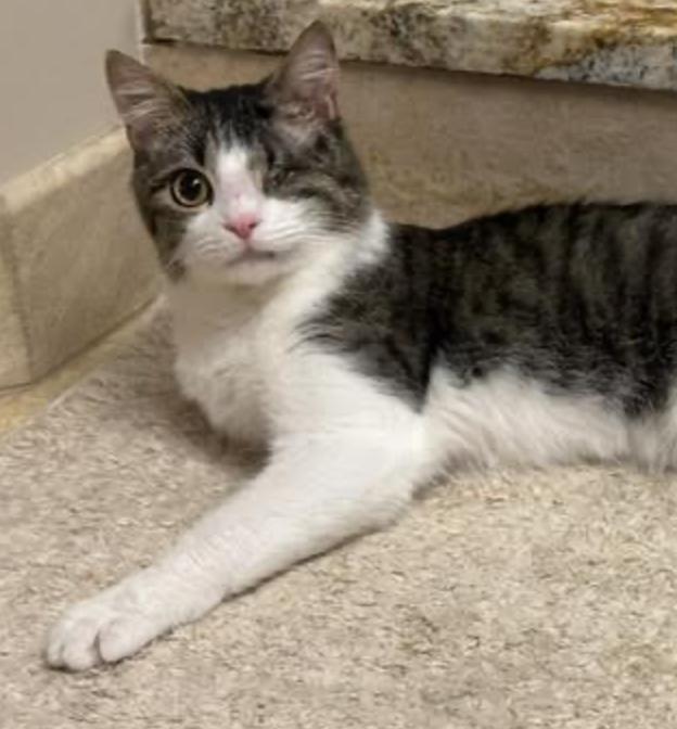 Enlarge Pause, an adopted Domestic Short Hair in Cincinnati, OH image 6/6