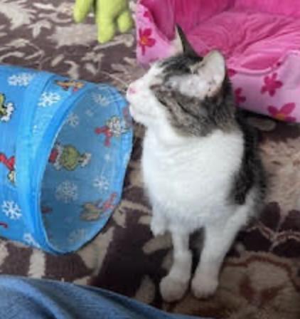 Pause, a ADOPTABLE Domestic Short Hair in Cincinnati, OH image 3/5