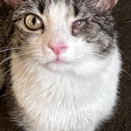 Pause, a ADOPTABLE Domestic Short Hair in Cincinnati, OH image 2/5