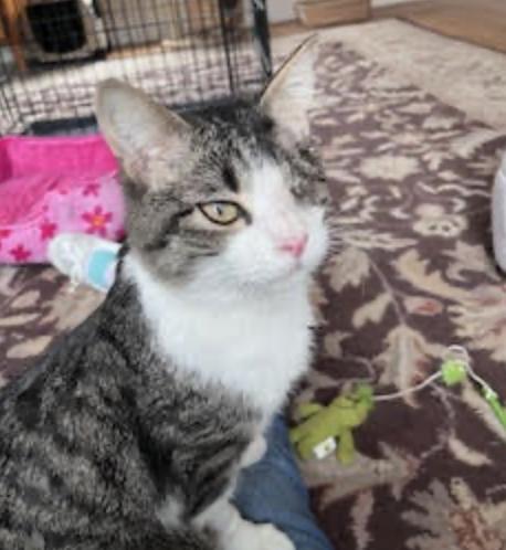 Pause, ADOPTABLE, Young Male Domestic Short Hair.